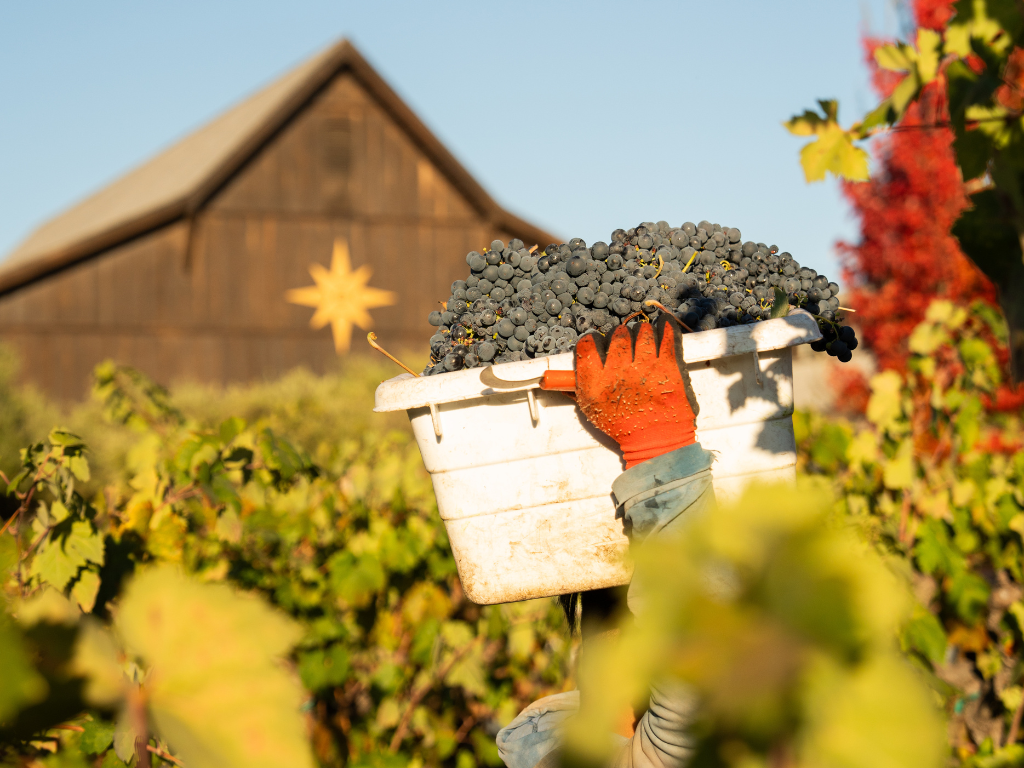 person carrying a bin of grapes during harvest